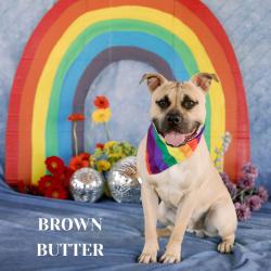 Shelter Stray Male Dog last seen , Philadelphia, PA 19140