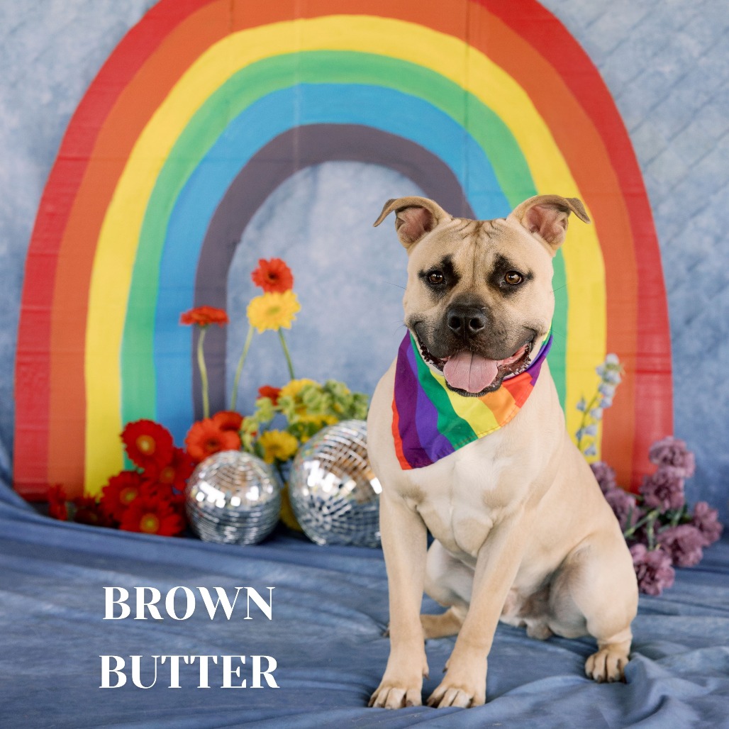 Shelter Stray Male Dog last seen , Philadelphia, PA 19140