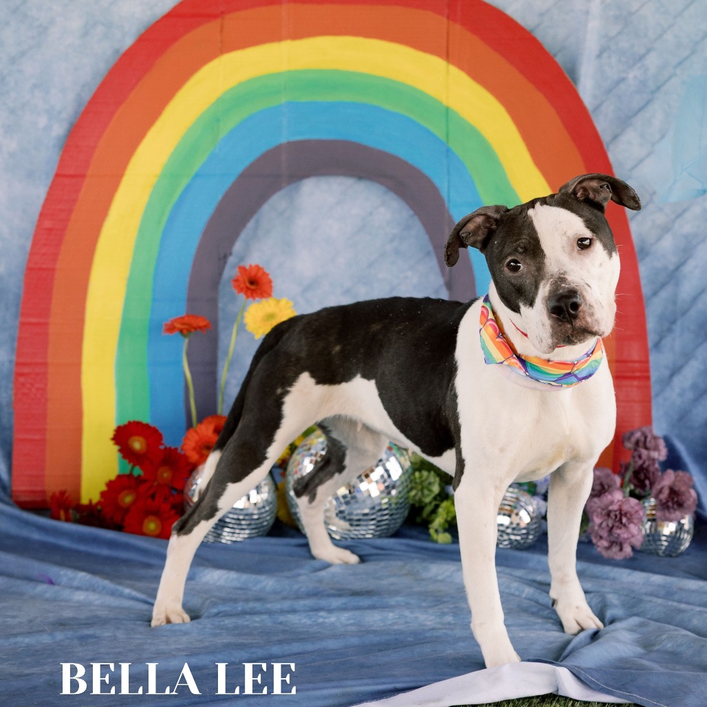 Shelter Stray Female Dog last seen , Philadelphia, PA 19140