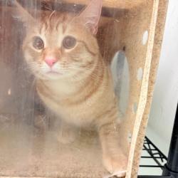 Shelter Stray Male Cat last seen , Philadelphia, PA 19140