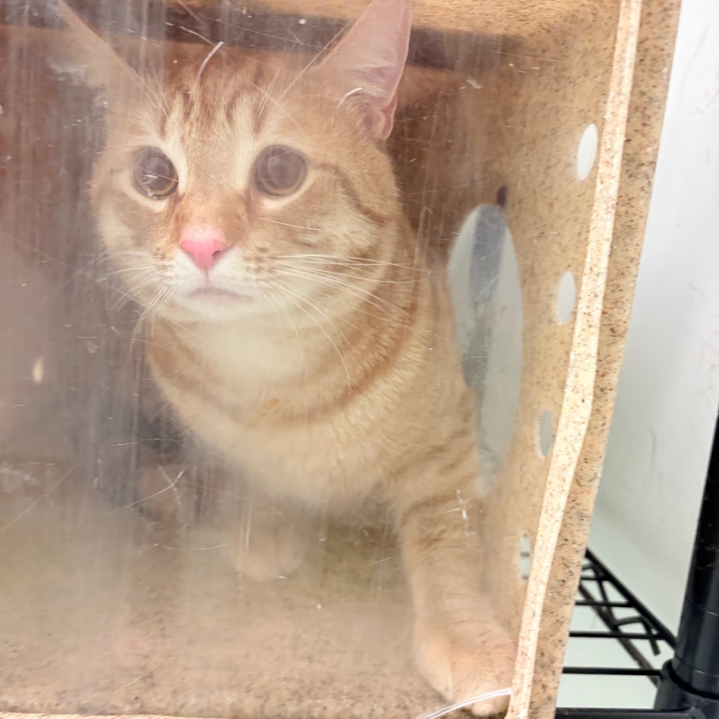Shelter Stray Male Cat last seen , Philadelphia, PA 19140