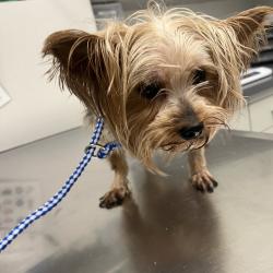 Shelter Stray Male Dog last seen , Matteson, IL 60443