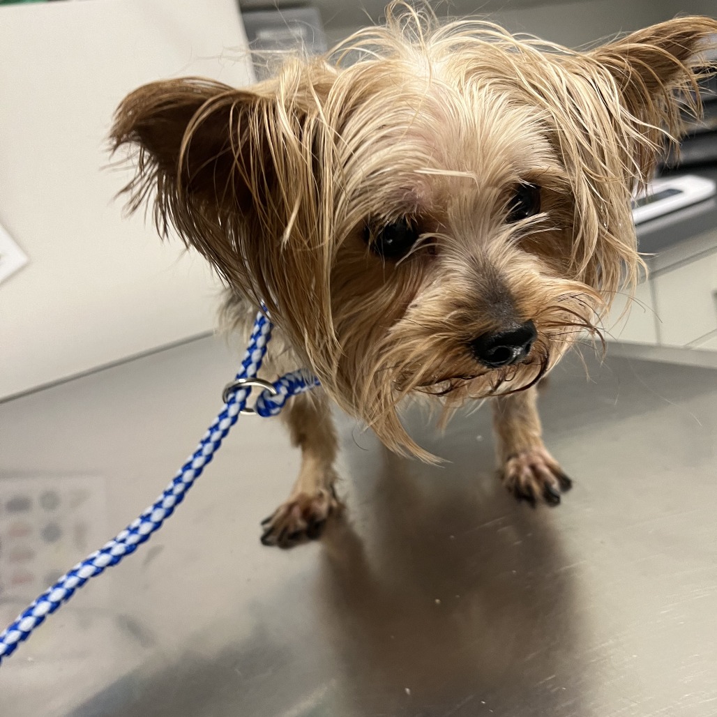 Shelter Stray Male Dog last seen , Matteson, IL 60443