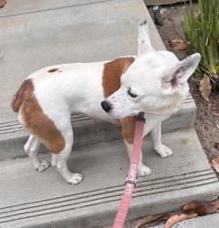 Reunited Female Dog last seen Flynn, Camarillo, CA 93012