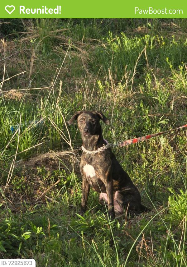Reunited Female Dog last seen Town Creek Rd, Kelly Rd, Brewer Rd, Hooper Rd, Cleveland, GA 30528