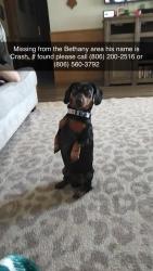 Lost Male Dog last seen 26th and n donald ave, Bethany, OK 73008