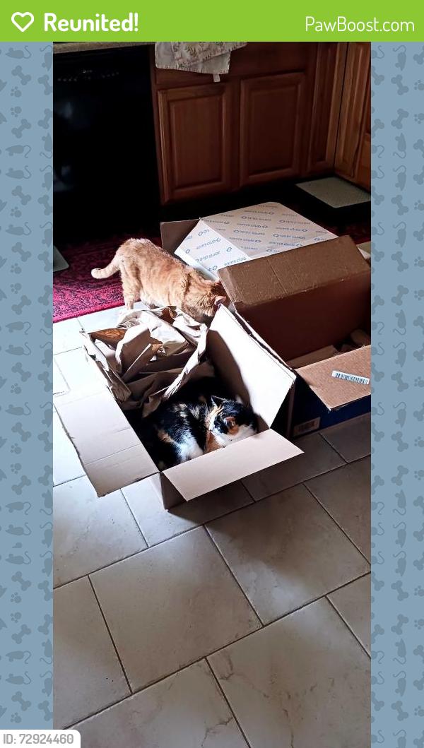 Reunited Male Cat last seen Dexter rd , Auburn Hills, MI 48326