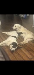 Lost Male Dog last seen Marion/Lois, Sanger, TX 76266