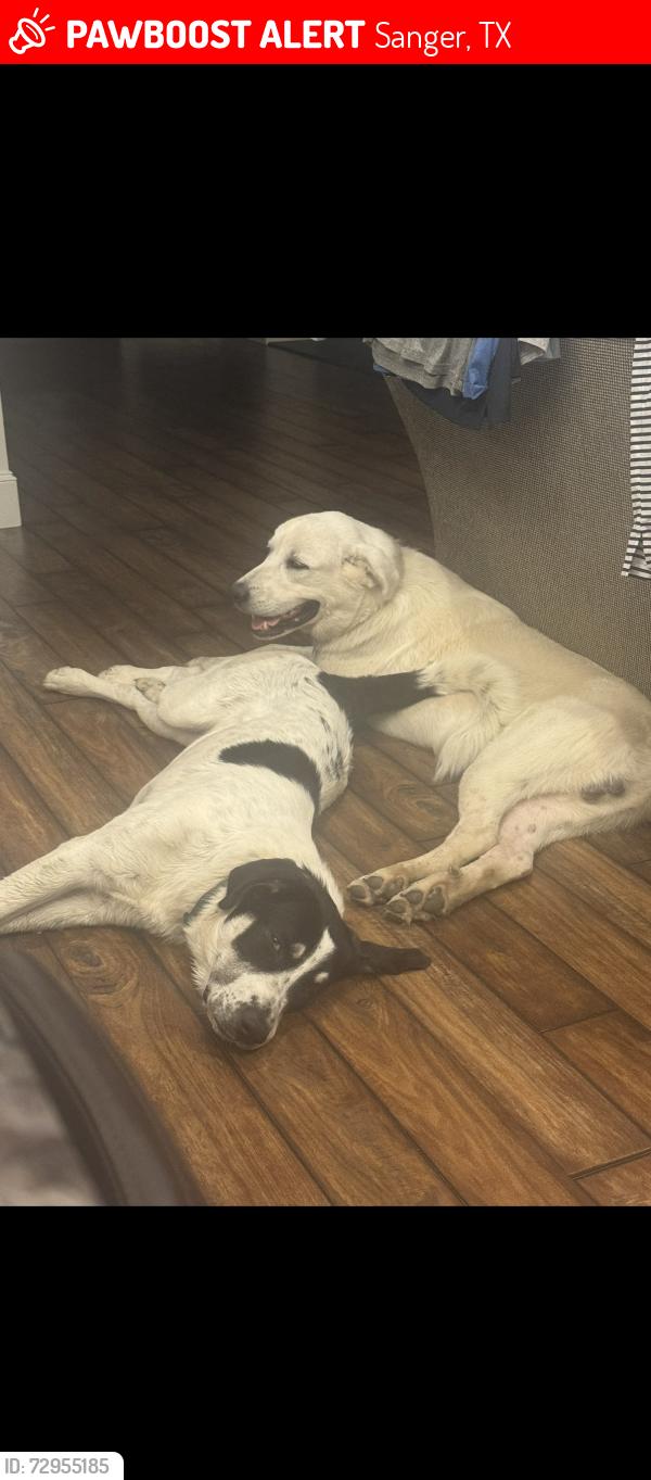 Lost Male Dog last seen Marion/Lois, Sanger, TX 76266
