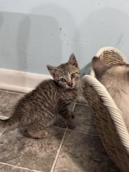 Found/Stray Male Cat last seen West Center St Ext, Lexington, NC 27295