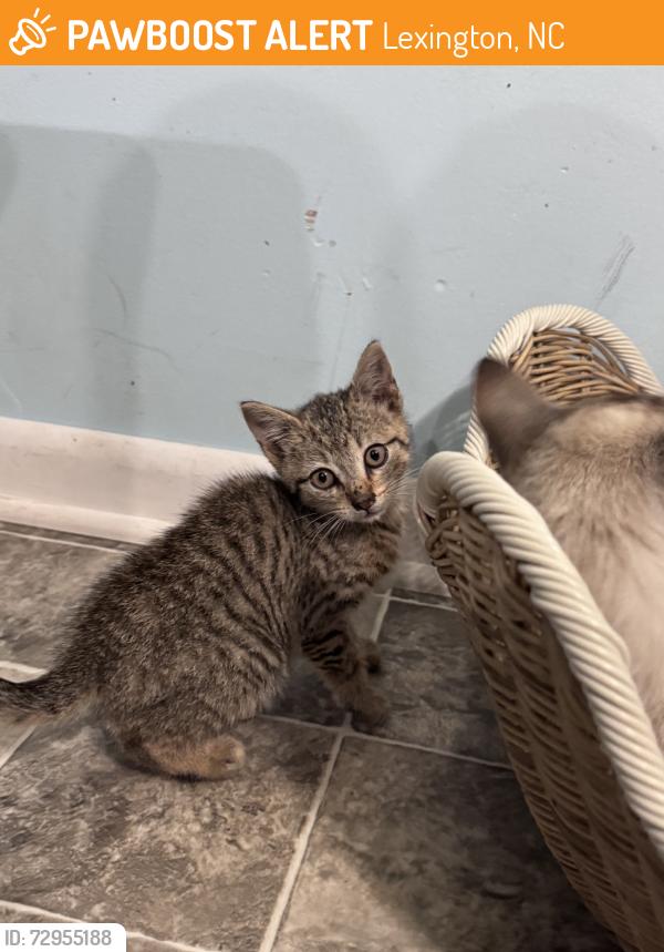 Found/Stray Male Cat last seen West Center St Ext, Lexington, NC 27295