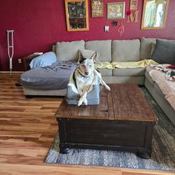 Lost Male Dog last seen Near NW Expressway Oklahoma City, OK  73116 United States, Oklahoma City, OK 73116
