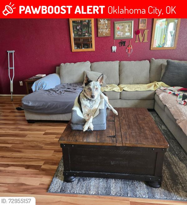 Lost Male Dog last seen Near NW Expressway Oklahoma City, OK  73116 United States, Oklahoma City, OK 73116