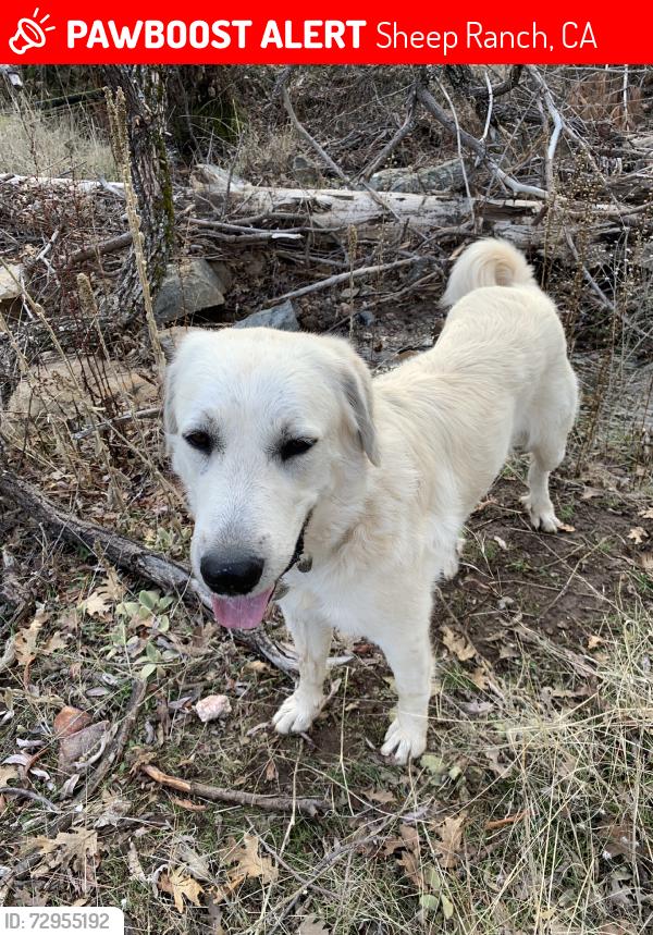 Lost Female Dog last seen hubbard, Sheep Ranch, CA 95246