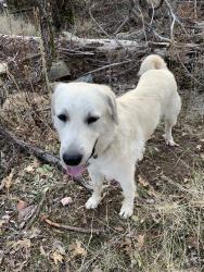 Lost Female Dog last seen hubbard, Sheep Ranch, CA 95246