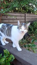 Lost Male Cat last seen In my back garden, West Midlands, England B33