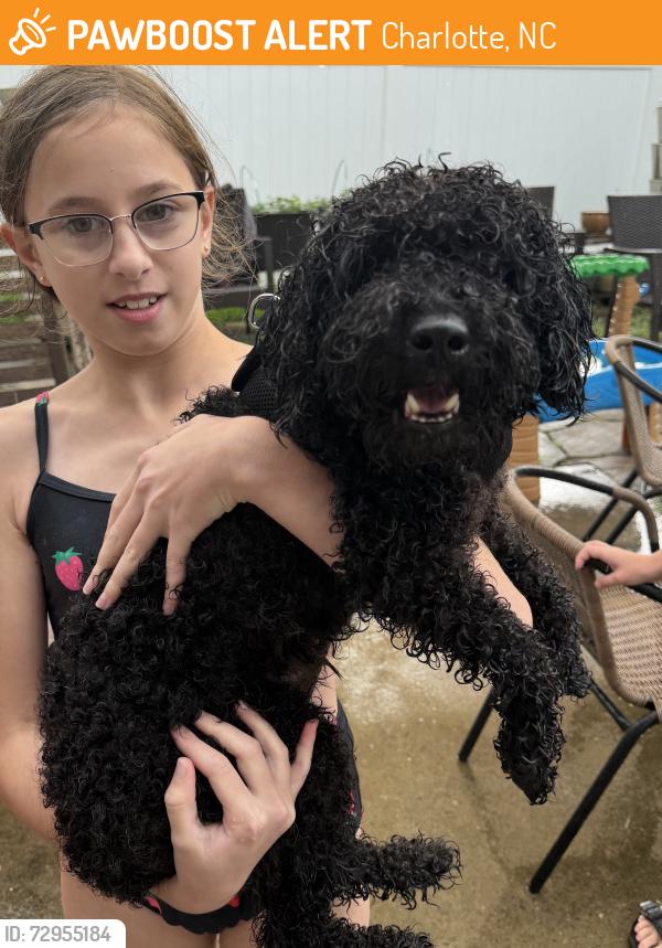 Found/Stray Male Dog last seen Southern Garden Lane and Ballyshannon Ln, Charlotte, NC 28278