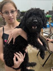 Found/Stray Male Dog last seen Southern Garden Lane and Ballyshannon Ln, Charlotte, NC 28278