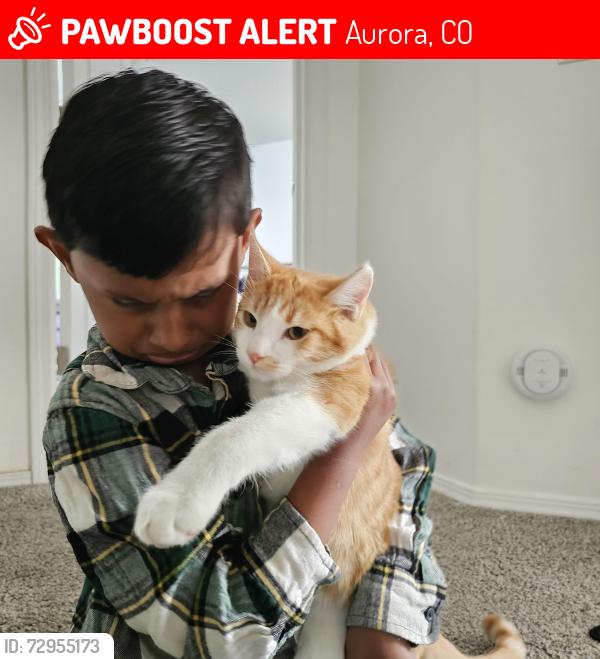 Lost Male Cat last seen S Nome st, Aurora, CO 80012