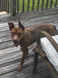 Found/Stray Female Dog last seen Chason Rd, Parkton, NC 28371