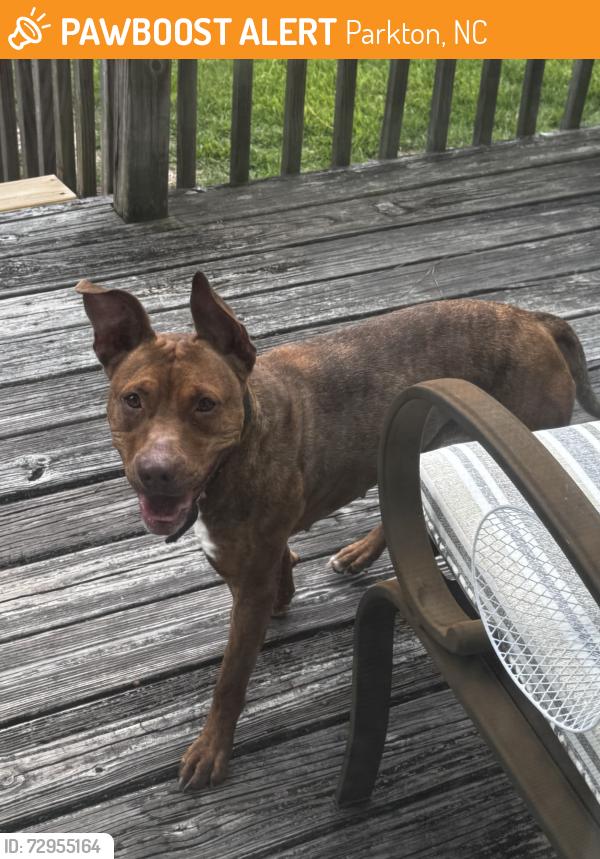 Found/Stray Female Dog last seen Chason Rd, Parkton, NC 28371