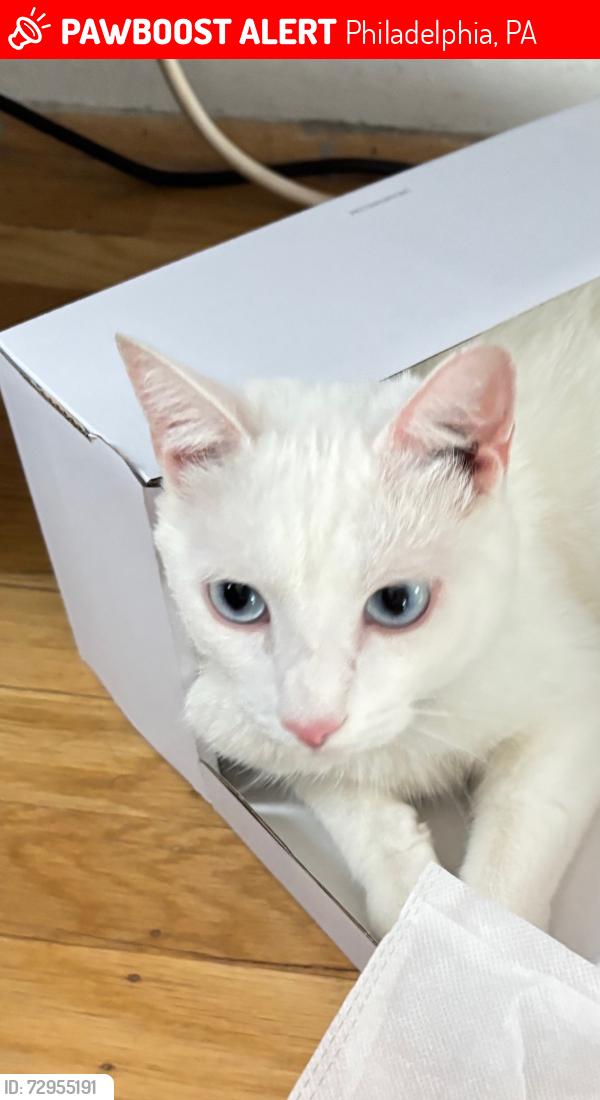 Lost Female Cat last seen Welsh and Pine Rd, Philadelphia, PA 19115