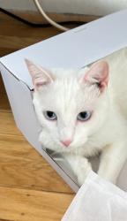Lost Female Cat last seen Welsh and Pine Rd, Philadelphia, PA 19115