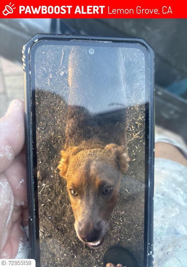 Lost Female Dog last seen Near buena vista ave, Lemon Grove, CA 91945