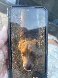Lost Female Dog last seen Near buena vista ave, Lemon Grove, CA 91945