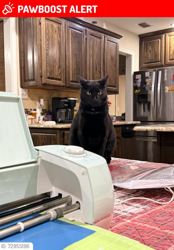 Lost Female Cat last seen FM 279, Van Zandt County, TX 75754