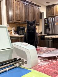 Lost Female Cat last seen FM 279, Van Zandt County, TX 75754