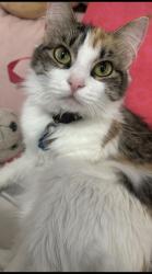 Reunited Female Cat last seen 52nd ave and 52nd rd , Queens, NY 11377