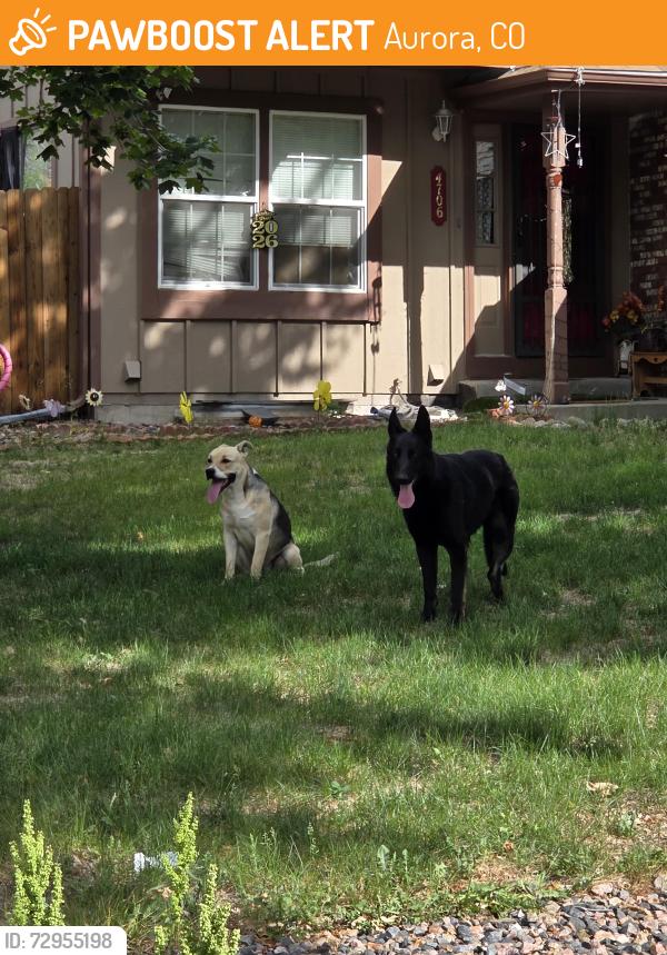 Found/Stray Male Dog last seen Zeno ST and E Union Dr Aurora CO, Aurora, CO 80015