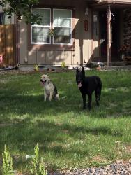 Found/Stray Male Dog last seen Zeno ST and E Union Dr Aurora CO , Aurora, CO 80015