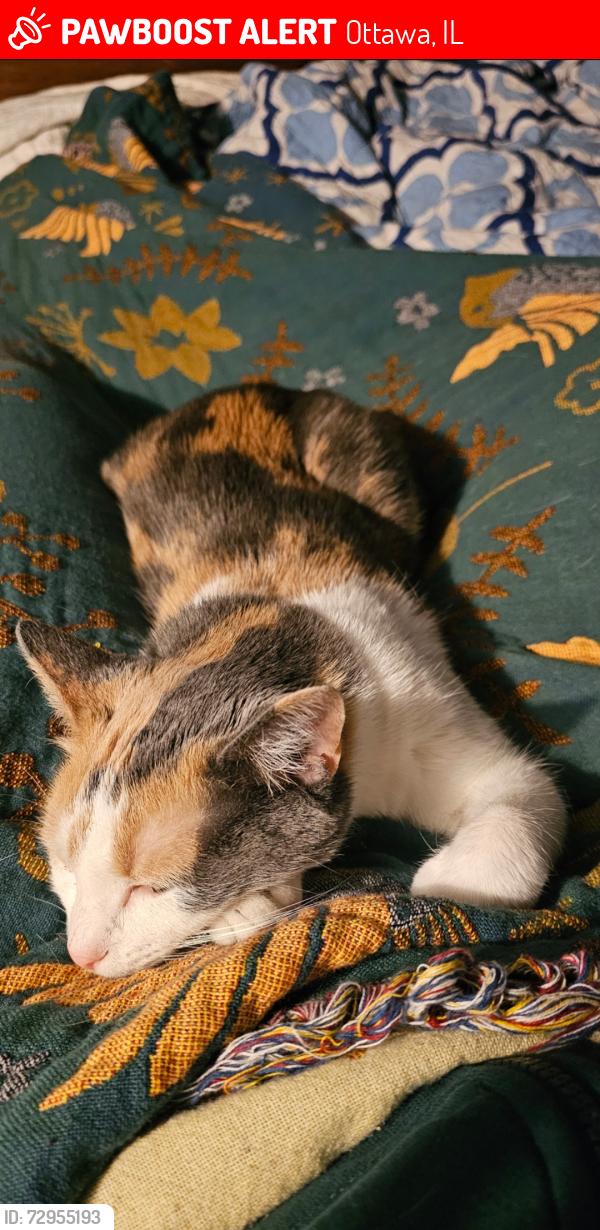 Lost Female Cat last seen North dead end of Adams St in south ottawa, Ottawa, IL 61350