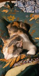 Lost Female Cat last seen North dead end of Adams St in south ottawa, Ottawa, IL 61350