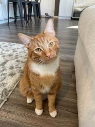 Reunited Male Cat last seen Rybolt & Wessleman, Cincinnati, OH 45248