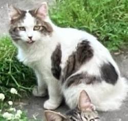 Lost Female Cat last seen High Street Elmira Ny, Elmira, NY 14901