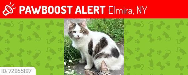 Lost Female Cat last seen High Street Elmira Ny, Elmira, NY 14901