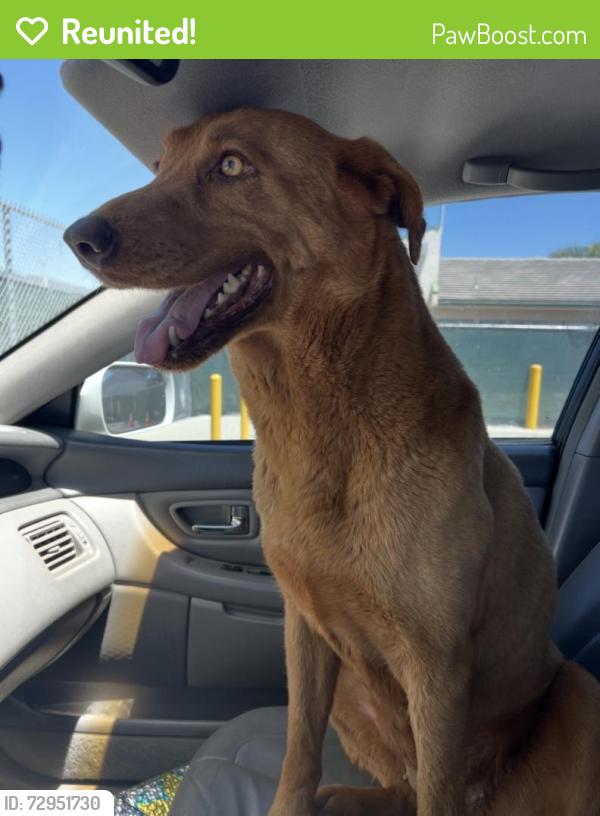 Reunited Female Dog last seen arrowhead lake dr, Hesperia, CA 92345