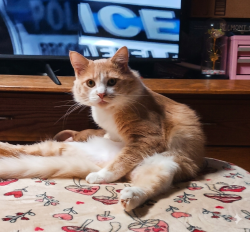 Lost Male Cat last seen Joye lane Belmont nc, Belmont, NC 28012