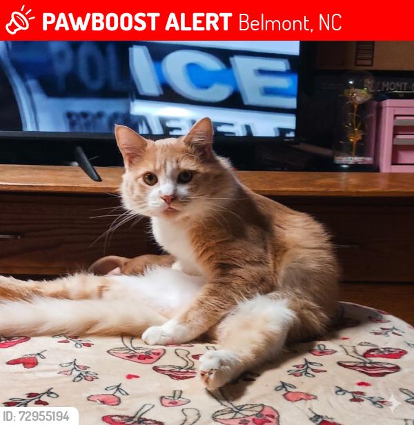 Lost Male Cat last seen Joye lane Belmont nc, Belmont, NC 28012