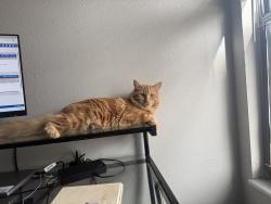 Lost Male Cat last seen E Arkansas Ave and S Quebec , Denver, CO 80231
