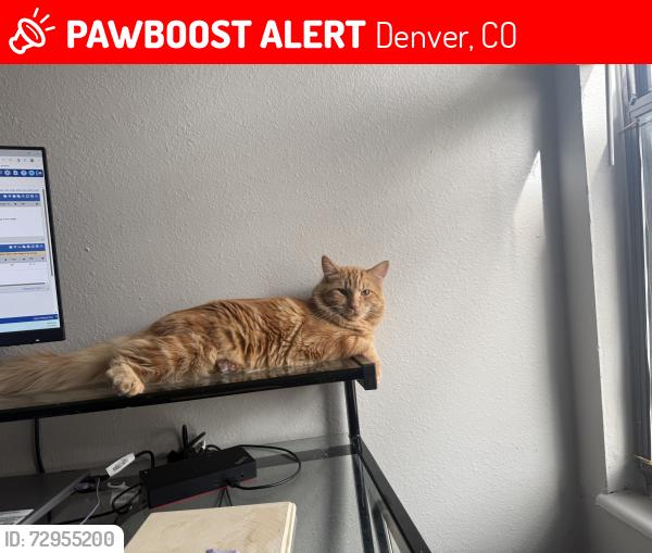 Lost Male Cat last seen E Arkansas Ave and S Quebec, Denver, CO 80231