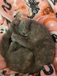 Reunited Female Cat last seen Smokey Wood Drive and Chalmers Way, Swissvale, PA 15218