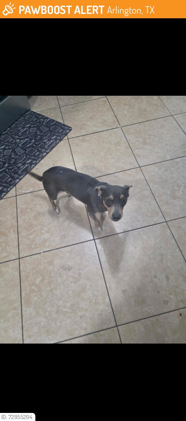 Found/Stray Male Dog last seen Near Richard Dr, Arlington, TX 76010