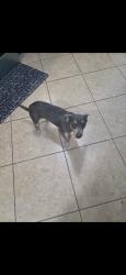 Found/Stray Male Dog last seen Near Richard Dr, Arlington, TX 76010