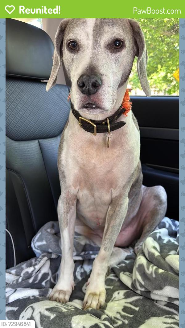 Reunited Male Dog last seen Near iroquois st, Detroit, MI 48214