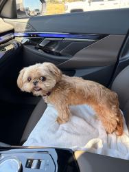 Reunited Female Dog last seen Grantland and Bullard , Fresno, CA 93723