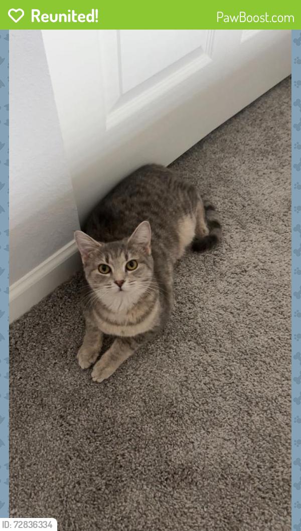 Reunited Female Cat last seen Williams Lake, Hatchery rd, Waterford Township, MI 48327